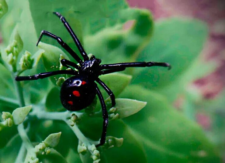 Черная вдова паук. Каракурт паук. Паук Каракурт зелёный. Latrodectus mactans чёрная вдова. Паучья вдова