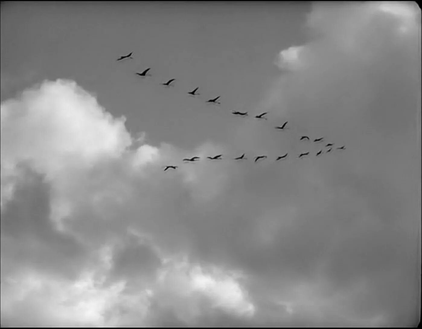 Приближается осень косяки журавлей летят. Летят Журавли 1957. Перелётные птицы журавлиный Клин.