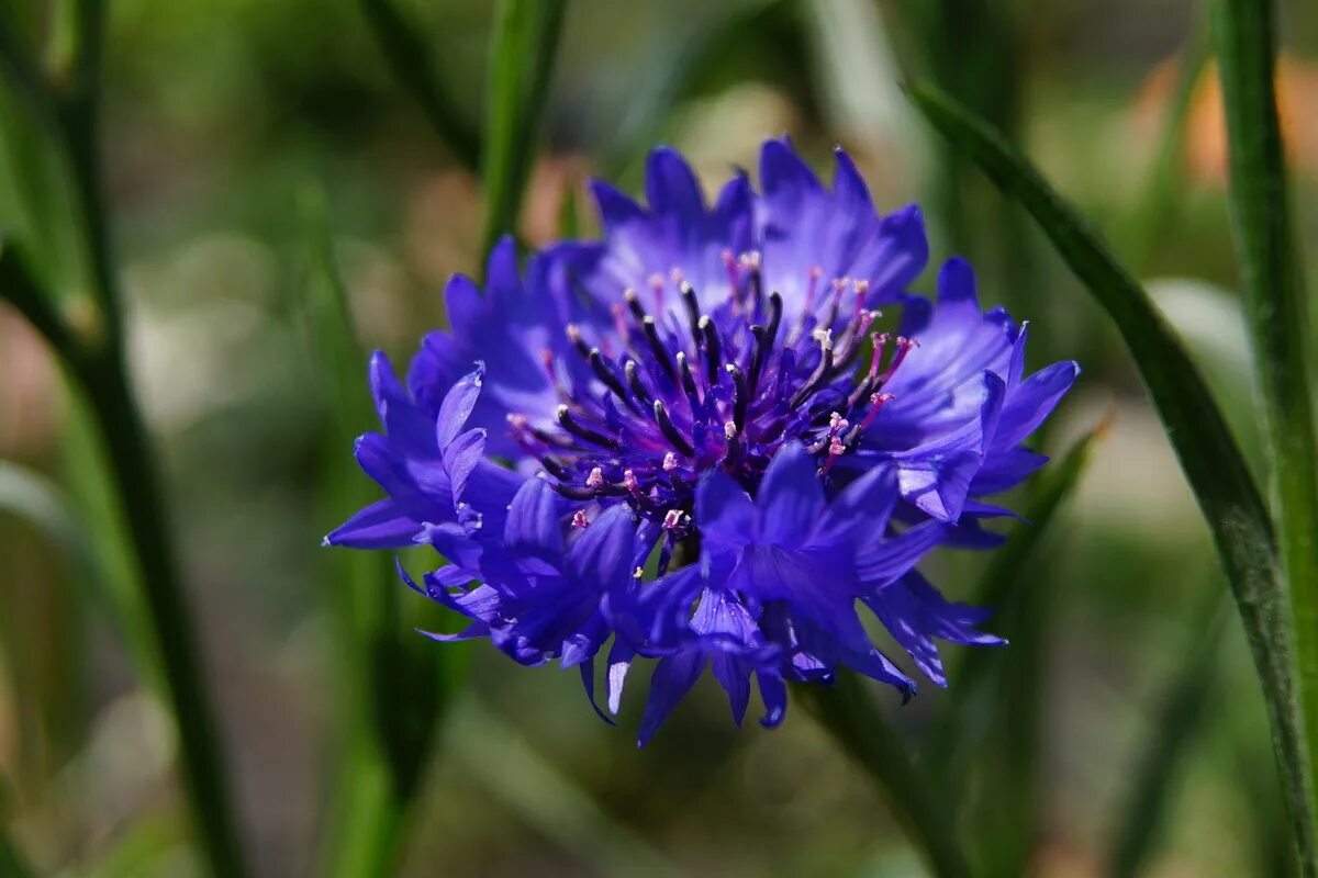 Род василька. Василек синий Centaurea cyanus l.. Василёк синий (centaureacyanus). Василек синий (Centauréa cyánus). Василек высота растения.