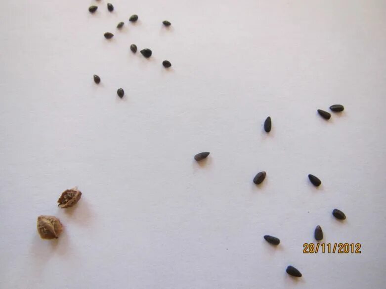Семена колокольчика махрового. Колокольчик семена. Астры мелкие семена. Как выглядят семена колокольчика.
