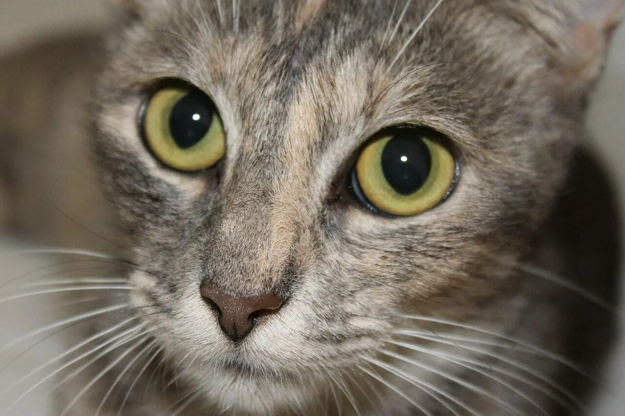 Желтыми как кошачьи глаза какое средство. Глаза кошки. Кошка с желтыми глазами. Желтые кошачьи глаза. Кошачий глаз.
