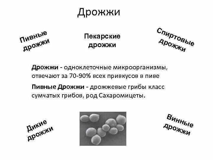 Чем отличается дрожжи. Дрожжи таксономия. Систематика дрожжей. Дрожжи классификация биологическая. Классификация дрожжей микробиология.