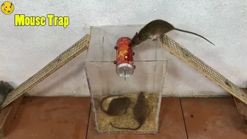 Приманка для мышеловки