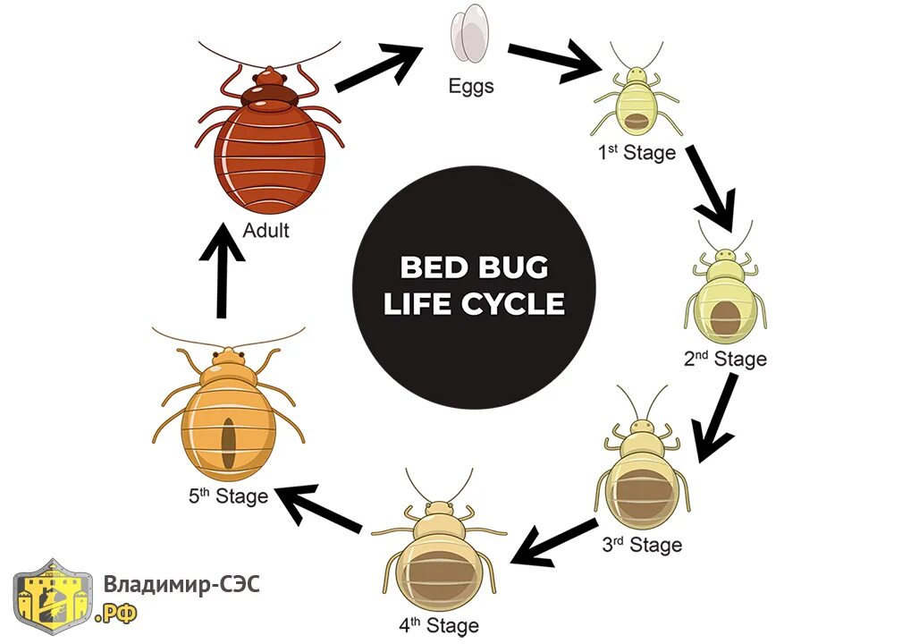 Какое развитие у клопа. Цикл развития постельного клопа. Жизненный цикл клопов постельных. Жизненный цикл постельного клопа схема. Цикл развития постельного клопа схема.