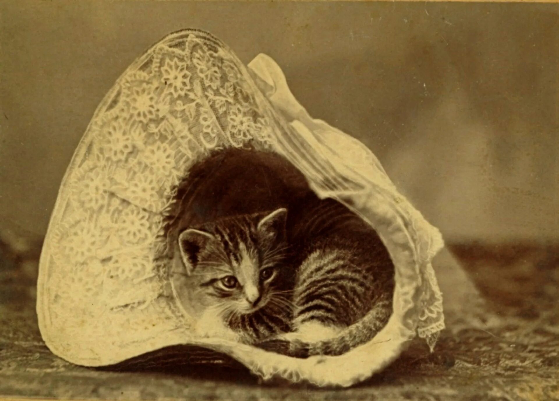 Движение первых кот. Ретро котики. Кошки викторианской эпохи. Старинные фотографии кошек.