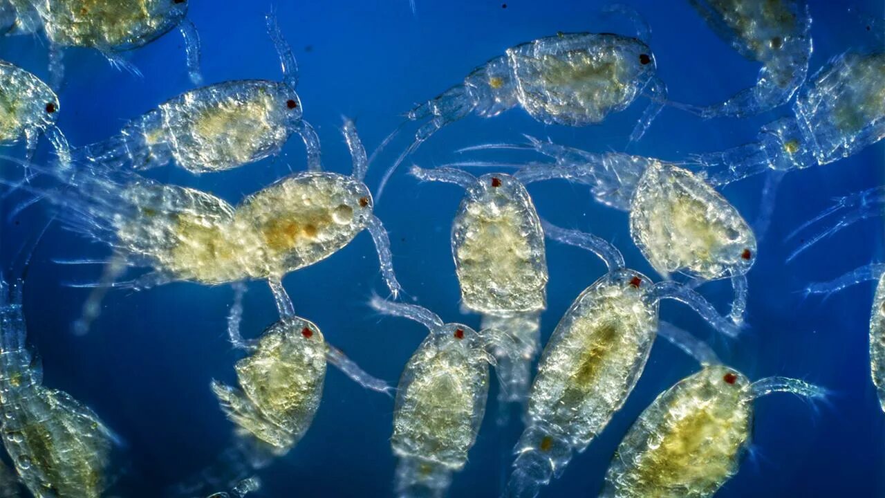 Численность зоопланктона. Циклоп зоопланктон. Зоопланктон и фитопланктон. Фитопланктон зоопланктон перифитон. Криль зоопланктон.