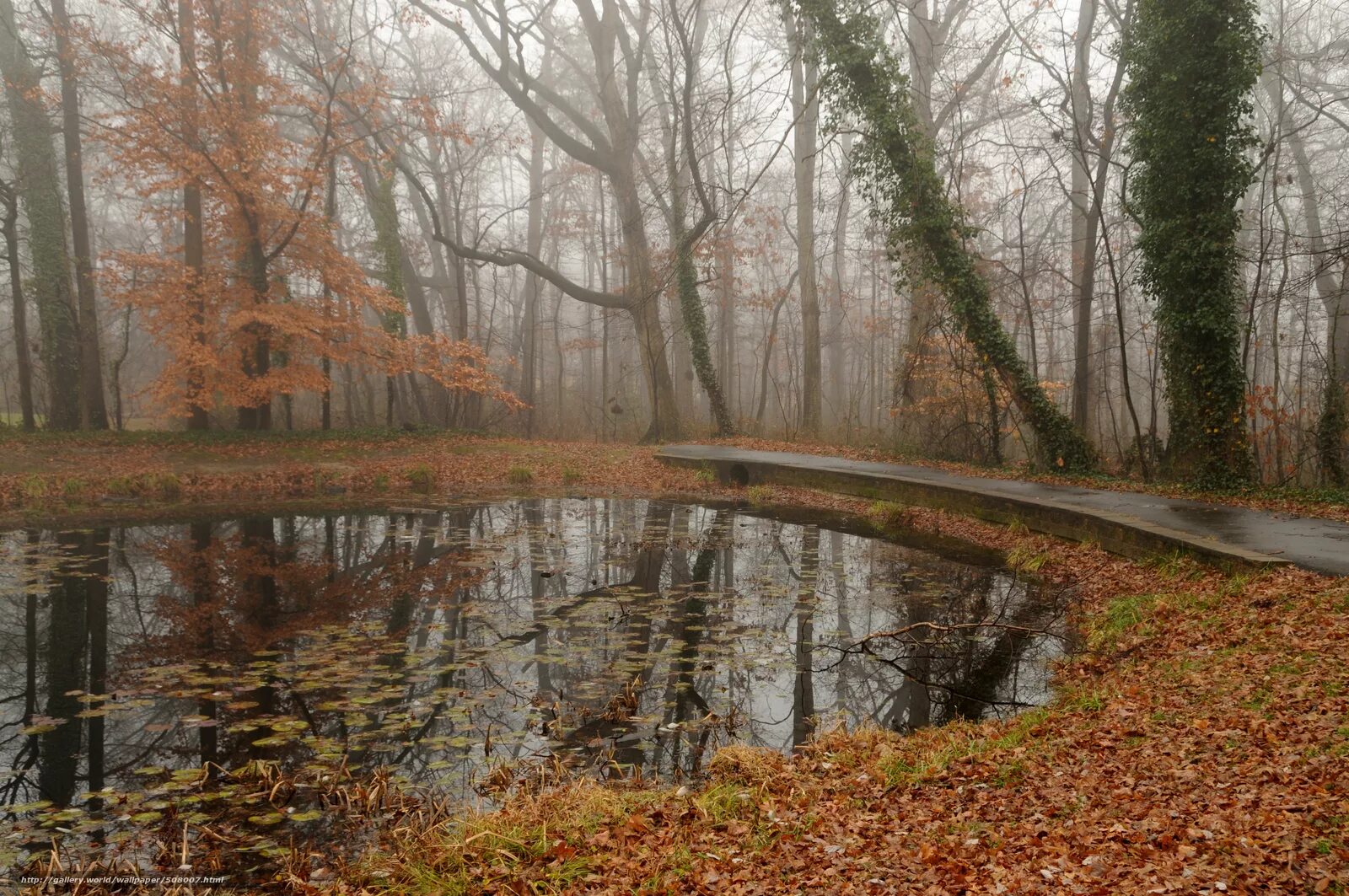 Парк пасмурно. Осень дождливая лес. Поздняя осень. Дождь в осеннем лесу. Поздняя осень парк.