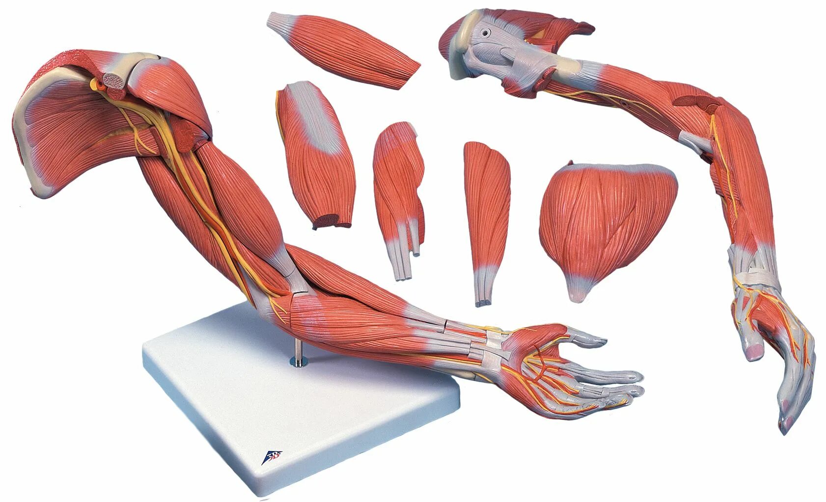 Активная мышца. Мышечная система руки. Анатомия мышц. Мышцы руки человека. Строение мышц руки.