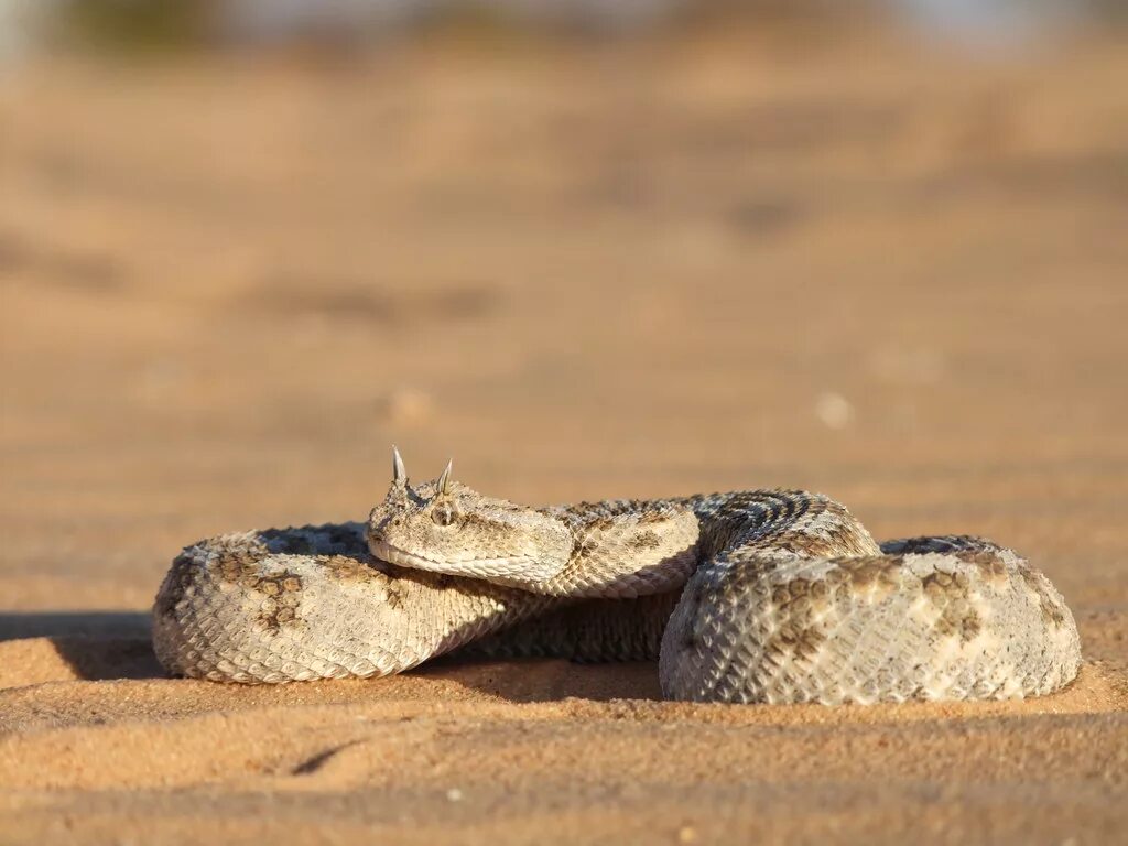 Пустынная гадюка земляная змея. Рогатая гадюка. Рогатые гадюки Марокко. Рогатая Песчаная гадюка. Рогатая Сахарская гадюка.
