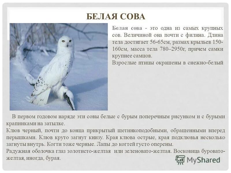 белая сова красная книга. рассказ о полярной сове. характеристика белого филина. славянский календарь белый филин. характеристика белого филина.