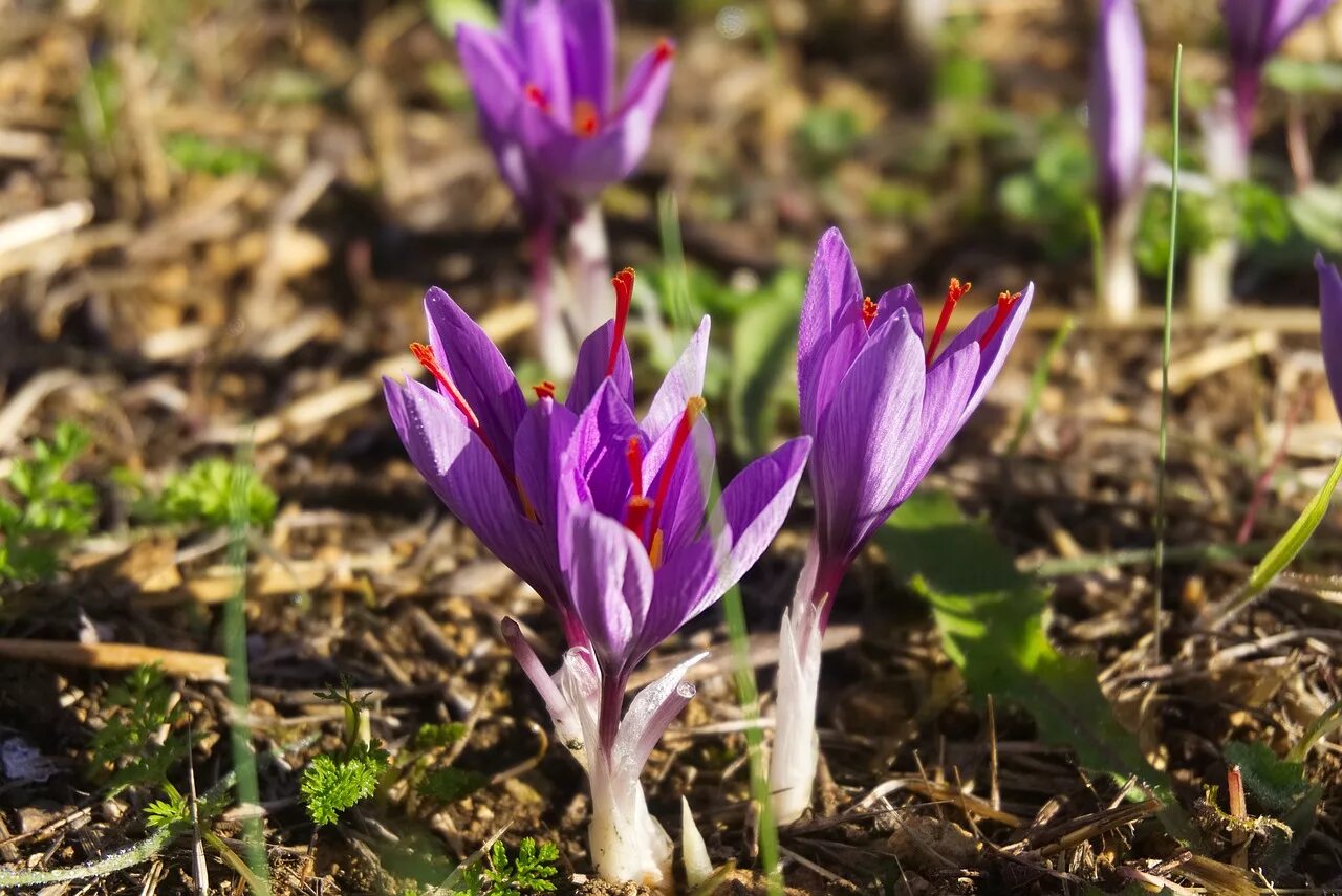 Крокус Шафран посевной. Sativus Saffron Крокус. Шафран посевной (Crocus sativus). Крокус Шафран цветок. Шафран посевной