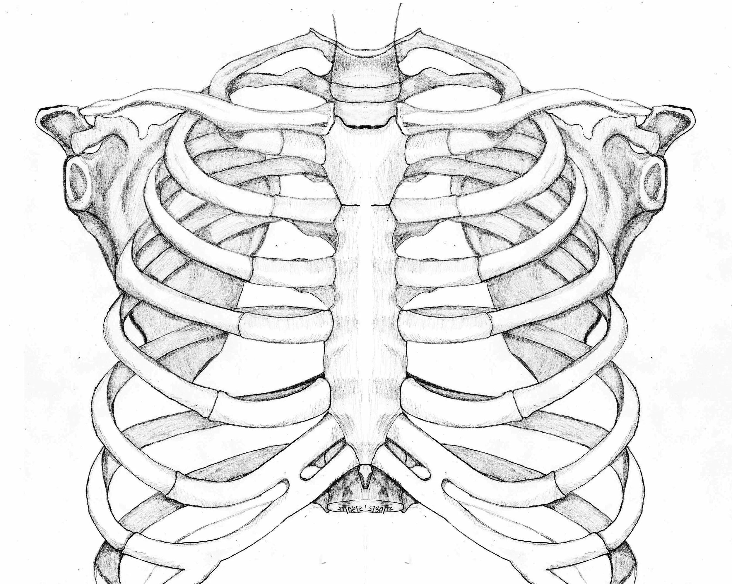 Анатомия скелет грудной клетки ребра Грудина. Ребра скелета референс. Грудная клетка с ребрами и грудиной. Грудная клетка скелет референс. Легкие между ребер