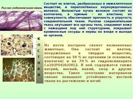 Структуры межклеточного вещества