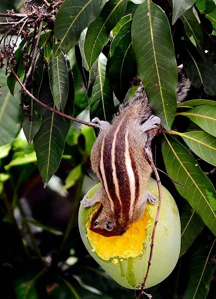 Кошачий лемур кушает. Обезьяна с фруктами. Животные манго. Манго дерево. Дерево манго в природе.