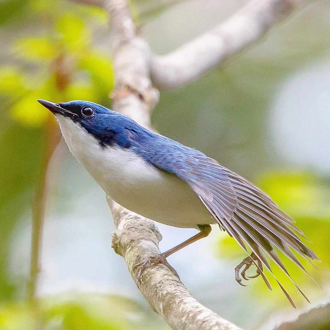Вьюнок персидский. Длиннохвостая мухоловка. Птица в траве. Птица вьюн гнездо. Зяблик с красным клювом.