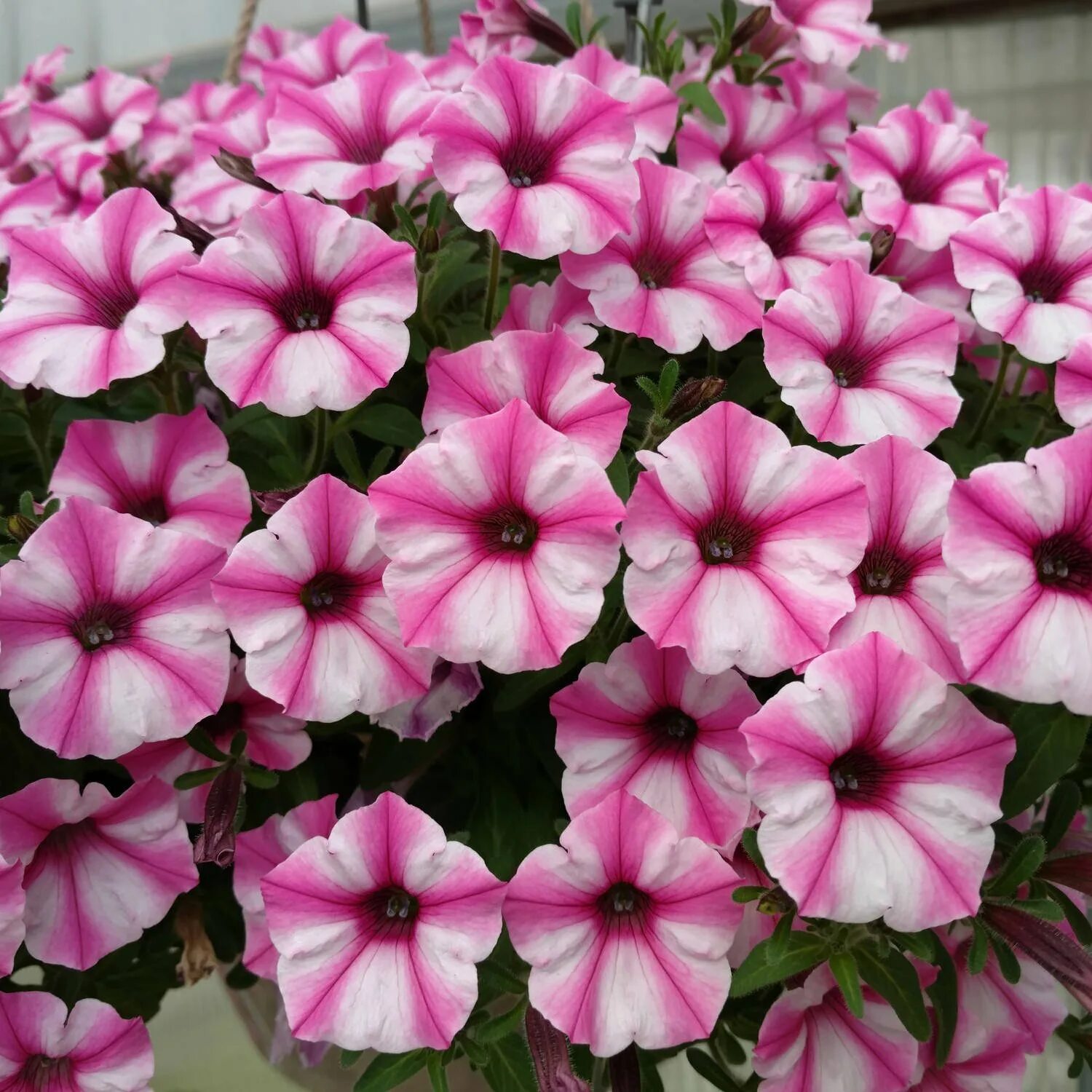 Петуния supertunia vista paradise. Петуния литлтуния пинк вейн. Петуния littletunia bicolor illusion. Петуния мини виста описание. Петуния мини виста описание.