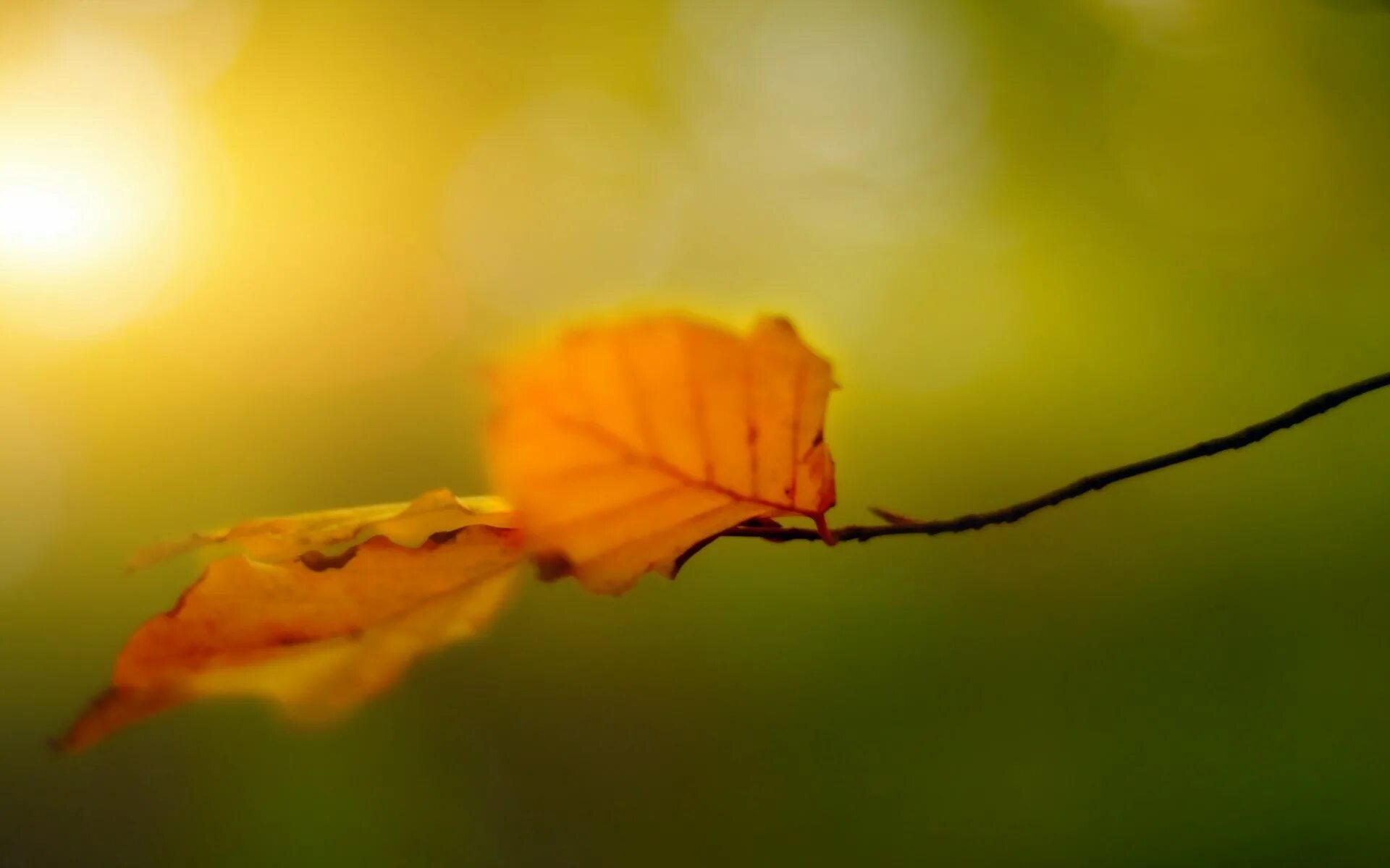 Да что говорить каждый осенний лист. Осень солнце. Листья на солнце. Природа листья. Листья абстракция.