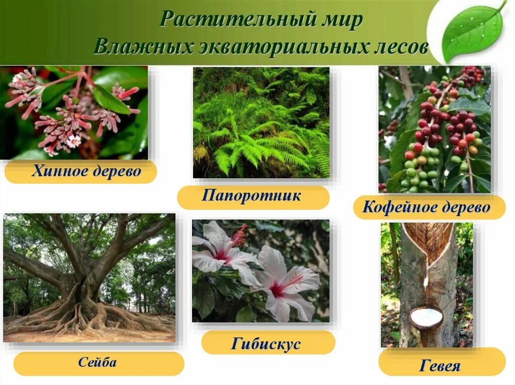 Мир влажности. Растительный мир влажных экваториальных лесов. Растения в экваториальных лесах. Растения влажных экваториальных лесов. Растения эквотареального лес.