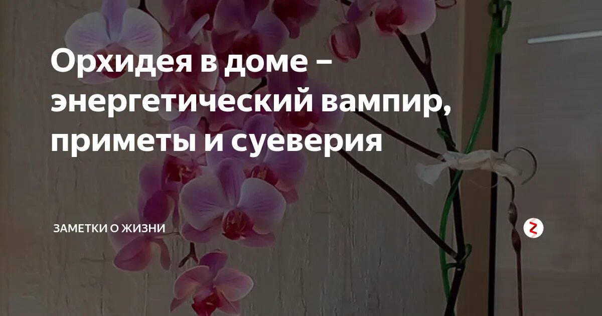 Орхидея приметы. Орхидея в доме приметы и суеверия. про орхидеи высказывания. фаленопсис приметы и суеверия. орхидея фаленопсис приметы и суеверия.