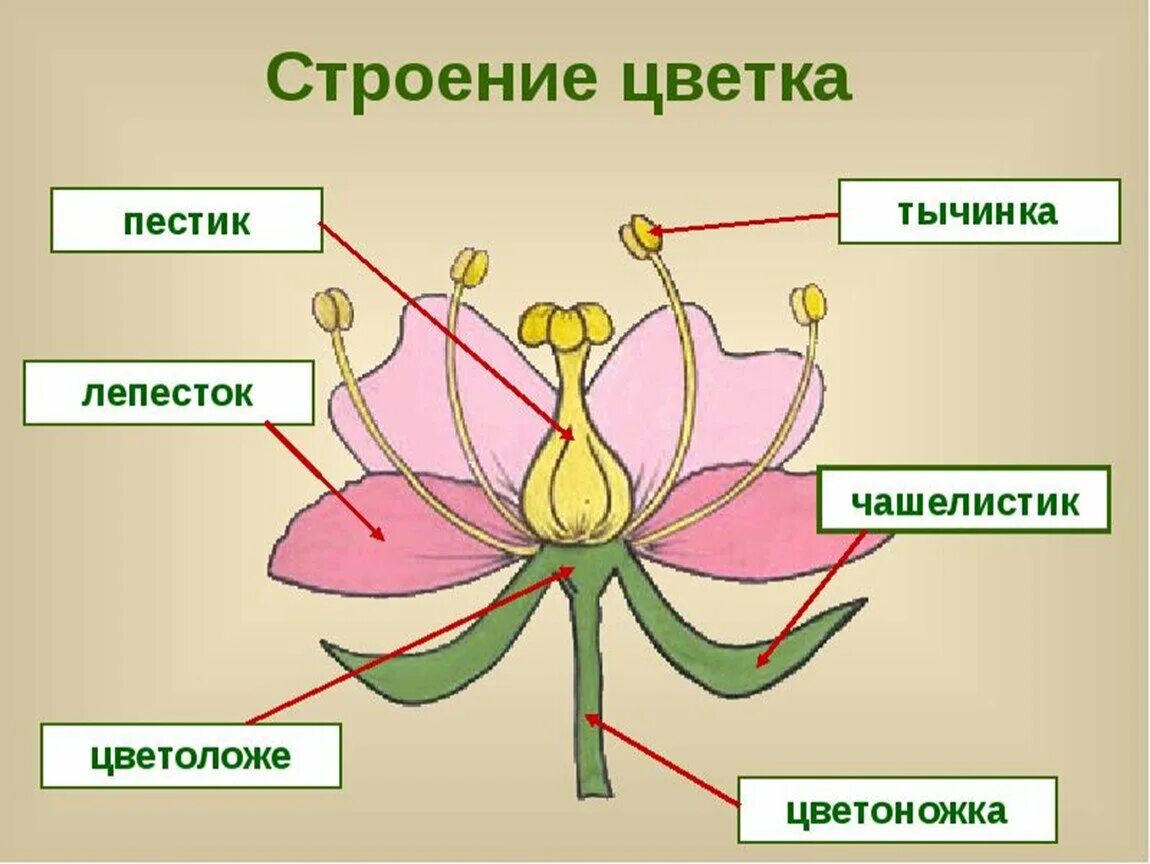 Строение цветка околоцветник схема. Схема строения цветка 6 класс биология. Строение пестика цветковых растений. Схема строения цветка пестик. Строение цветка самостоятельная