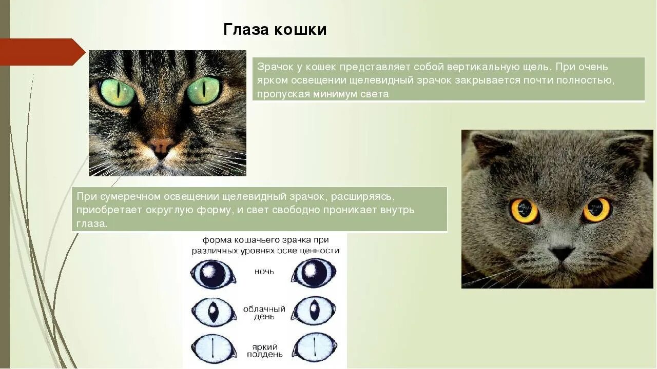 Почему кошка долго смотрит в глаза