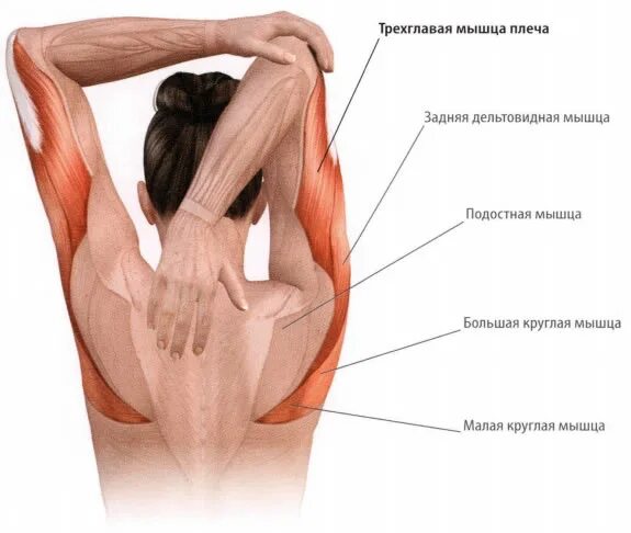 Почему дергается плечо. Растяжка мышц трицепса. Болит трехглавая мышца плеча. Растяжение трехглавой мышцы. Растяжка мышц рук.