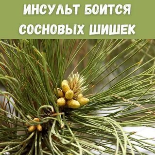 Сосновую шишку падеж