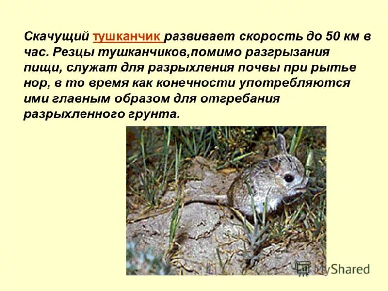 главная мысль текста тушканчик. стихи про тушканчика. тушканчик слайд. главная мысль текста тушканчик. главная мысль текста тушканчик.