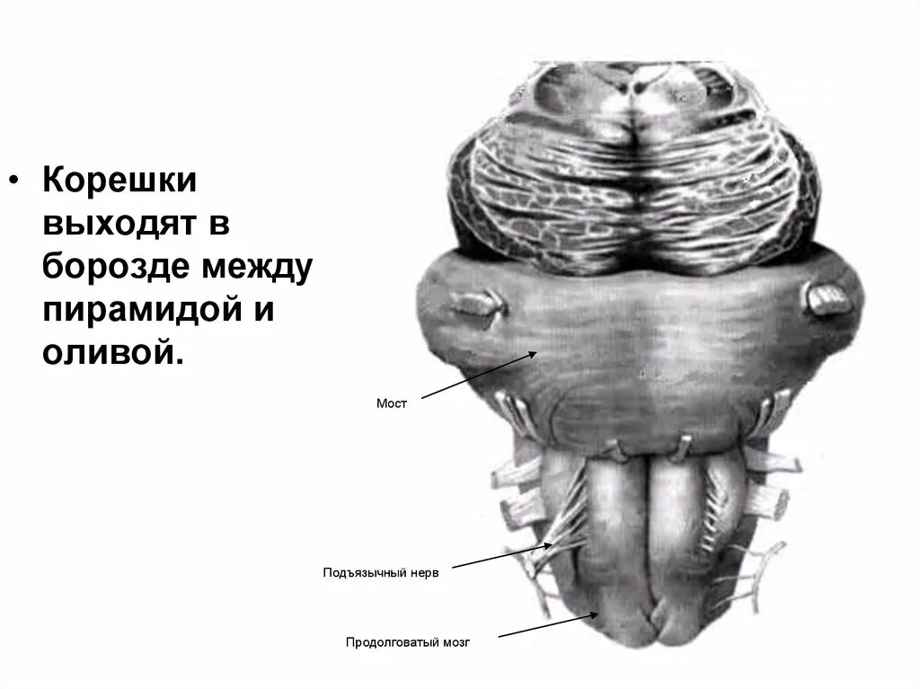 Корешки черепных нервов. Между пирамидой и оливой продолговатого мозга. Между пирамидой и оливой продолговатого мозга выходит нерв. Между пирамидой и оливой продолговатого мозга выходят корешки:. Борозда между пирамидой и оливой.