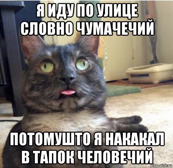 Песня я иду словно чумачечий. Видео если бы котики ходили в школу. Чумачечий кот. Песня я иду словно чумачечий. Волк мем безумно.