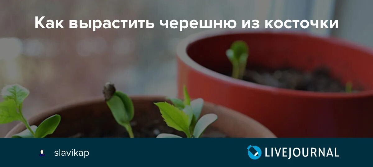 Как из косточки черешни вырастить дерево. Вырастить черешню из косточки. как посадить черешню из косточки в домашних условиях. прорастить вишню из косточки. вишня из косточки вырастить в домашних условиях.
