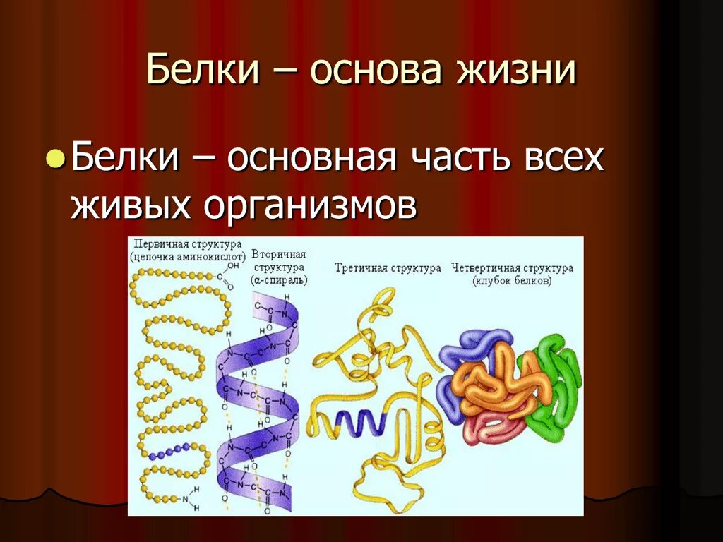 Доклад на тему белок. Белки. Белки биология. Белки основа жизни. Белки а и б.