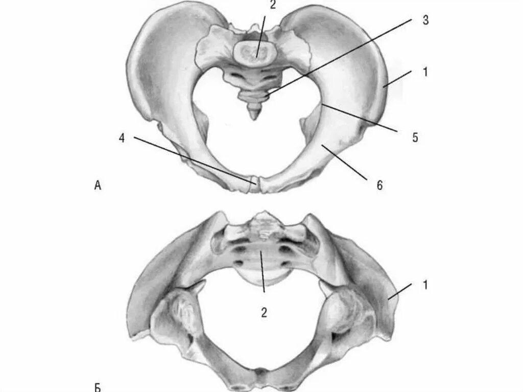 Анатомия малый таз кости. Женский таз с акушерской точки. Большой таз и малый таз анатомия. Малый таз анатомия строение. Деление снизу