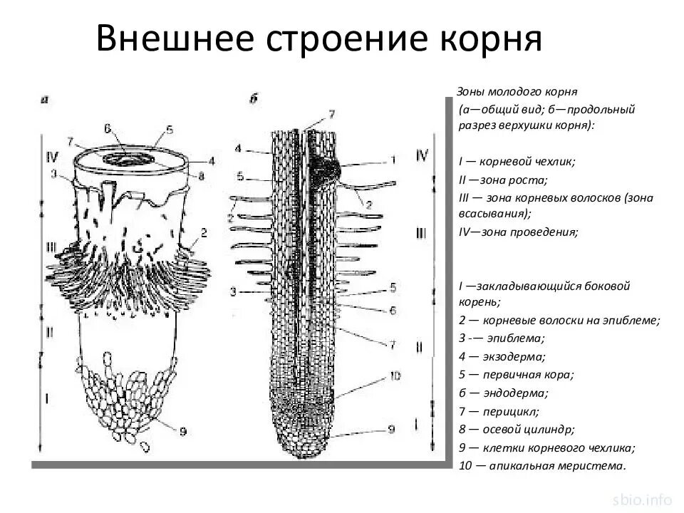 Анатомические зоны корня