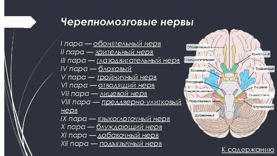 12 Пар черепно-мозговых нервов строение. Ядра 12 черепных нервов. Топография 12 пар черепных нервов. ЧМН 12 пар ядра.