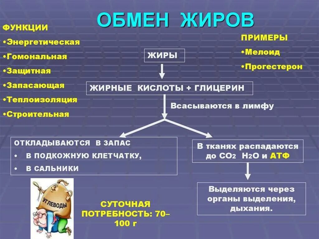 Продукты метаболизма жиров