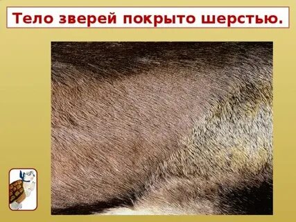 Чем покрыто туловище