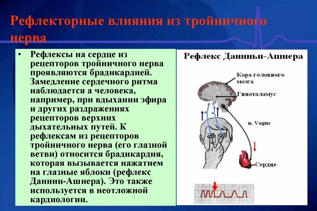 Р рефлекс. Данини Ашнера рефлекс механизм. Рефлекс Данини Ашнера дуга. Рефлекс Данини Ашнера рефлекторная дуга. Рефлекс Даньини Ашнера механизм.