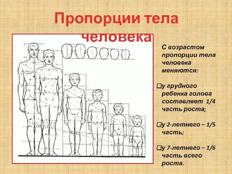 У взрослого человека голова занимает. Пластическая анатомия пропорции тела ребенка. Соотношение частей тела человека. Пропорции тела человека рисунок. Пропорции взрослого и ребенка.