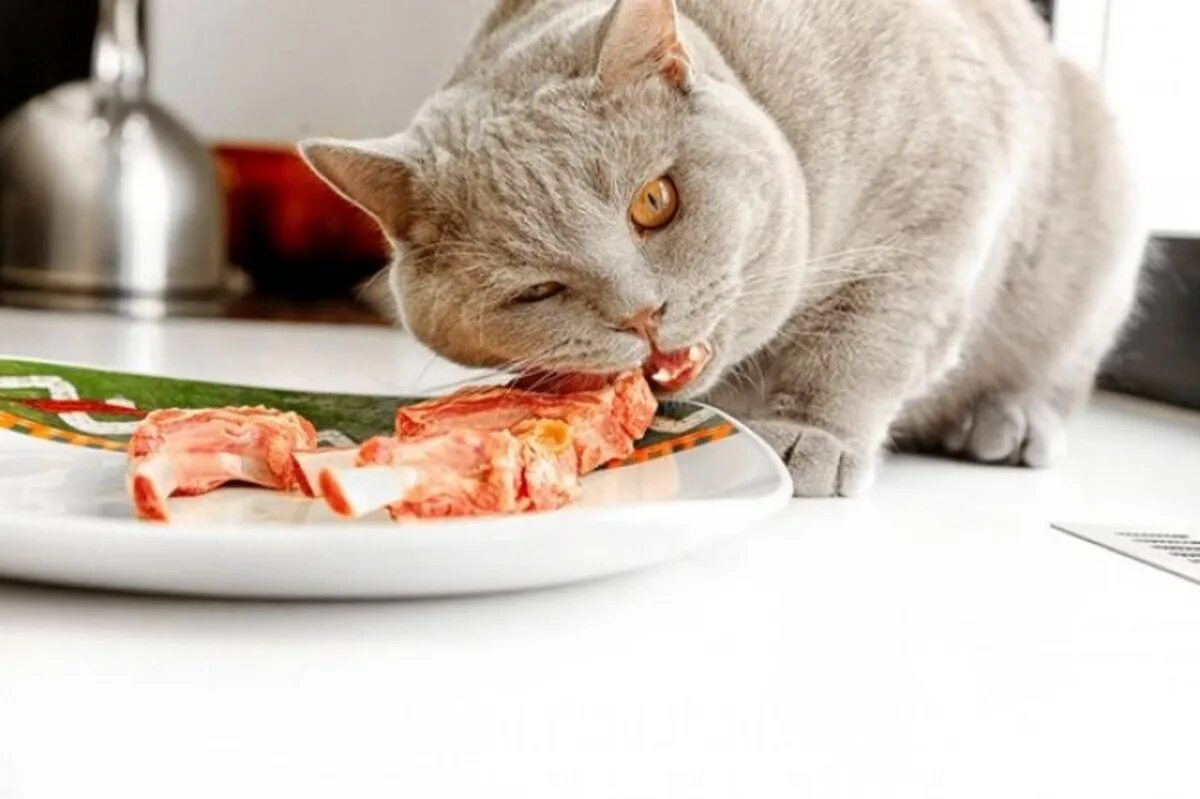 Какую еду можно котам