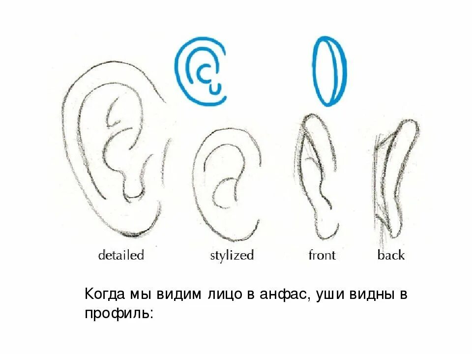 Уши рисование. Ухо рисунок карандашом поэтапно. Ухо рисунок карандашом для детей. Поэтапное рисование уха. Уха поэтапно