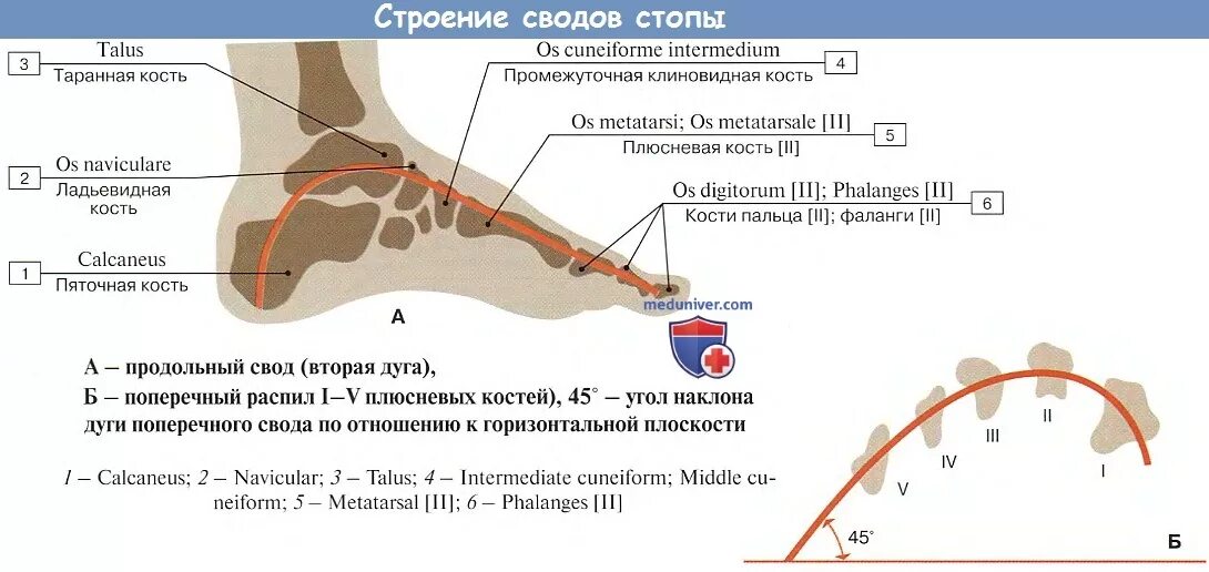 продольный свод стопы. дуга продольного свода стопы. продольный и поперечный свод стопы. продольный и поперечный свод стопы. строение поперечного свода стопы.