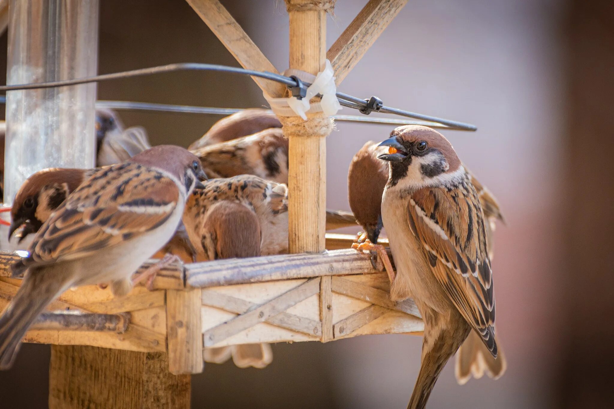 Синица лазоревка кормушка. Зимняя кормушка для птиц. Воробьи в кормушке зимой. Кормушка для птиц. Синица лазоревка кормушка.