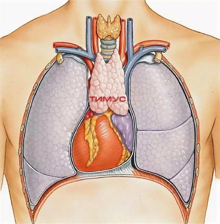 Тимус (вилочковая железа, зобная железа). Тимус вилочковая железа. Тимус место расположения функции. Проекция вилочковой железы. Где у человека вилочковая железа.