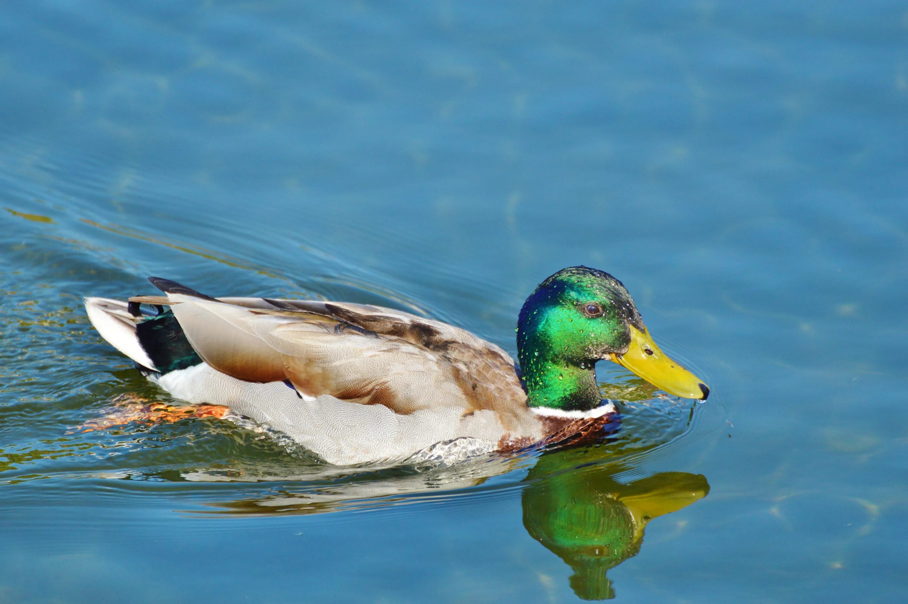 Водоплавающей птицей является