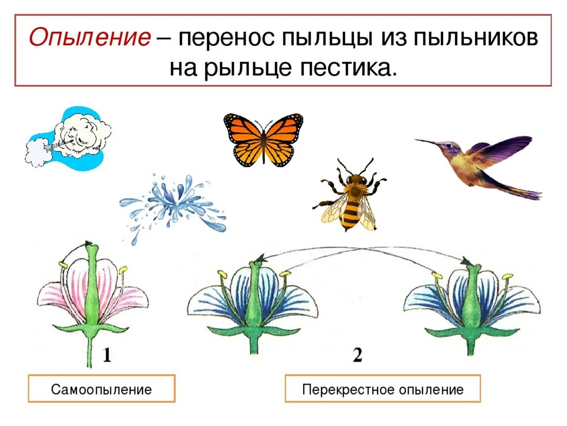 Способ опыления пыльца. Опыление растений насекомыми схема. Схема типы опыления растений. Способы опыления растений схема. Схема опыления растений 6 класс.