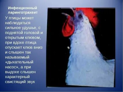 Курица тяжело дышит открыв клюв