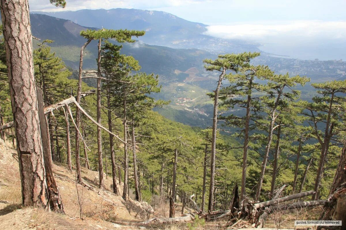 Крымский природный заповедник. Крымский природный заповедник Алушта. Национальный парк Алушта. Алуштинский природный заказник. Заповедник в районе Алушты.