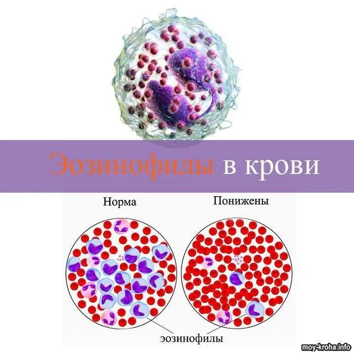 Эозинофилы катионного протеина повышены. В крови эозинофилы эозинофилы. Регуляторные ферменты эозинофилов. Эозинофилы морфология клетки. Эозинофилы функции гистология.