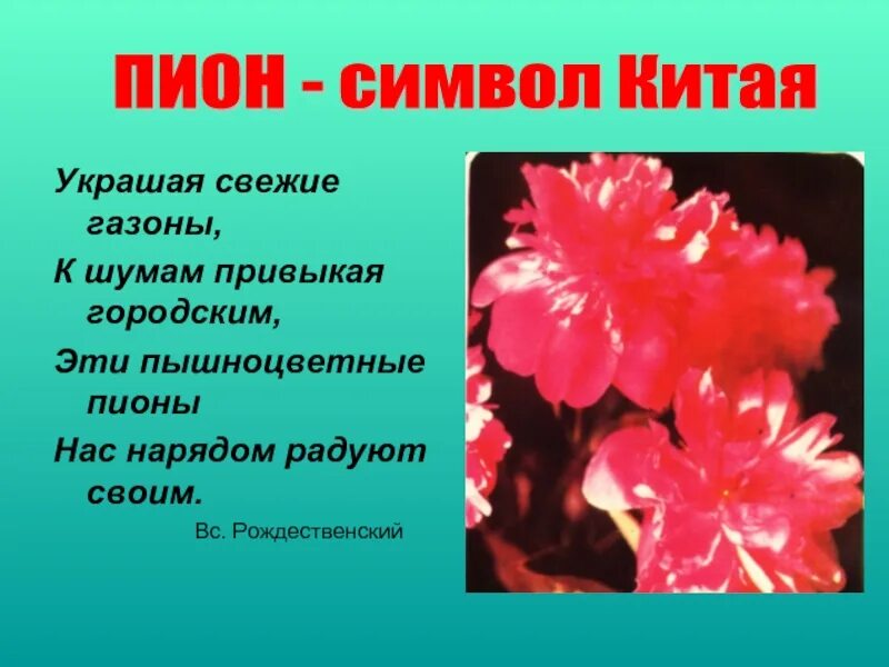 Символы цветов в китае. Символ Китая цветок. Растение символ Китая. Пион символ Китая. Пионы на языке цветов.